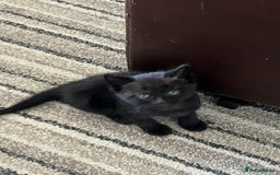 Mixed Breed cats for sale: 4 beautiful playful kittens for sale - Image 4