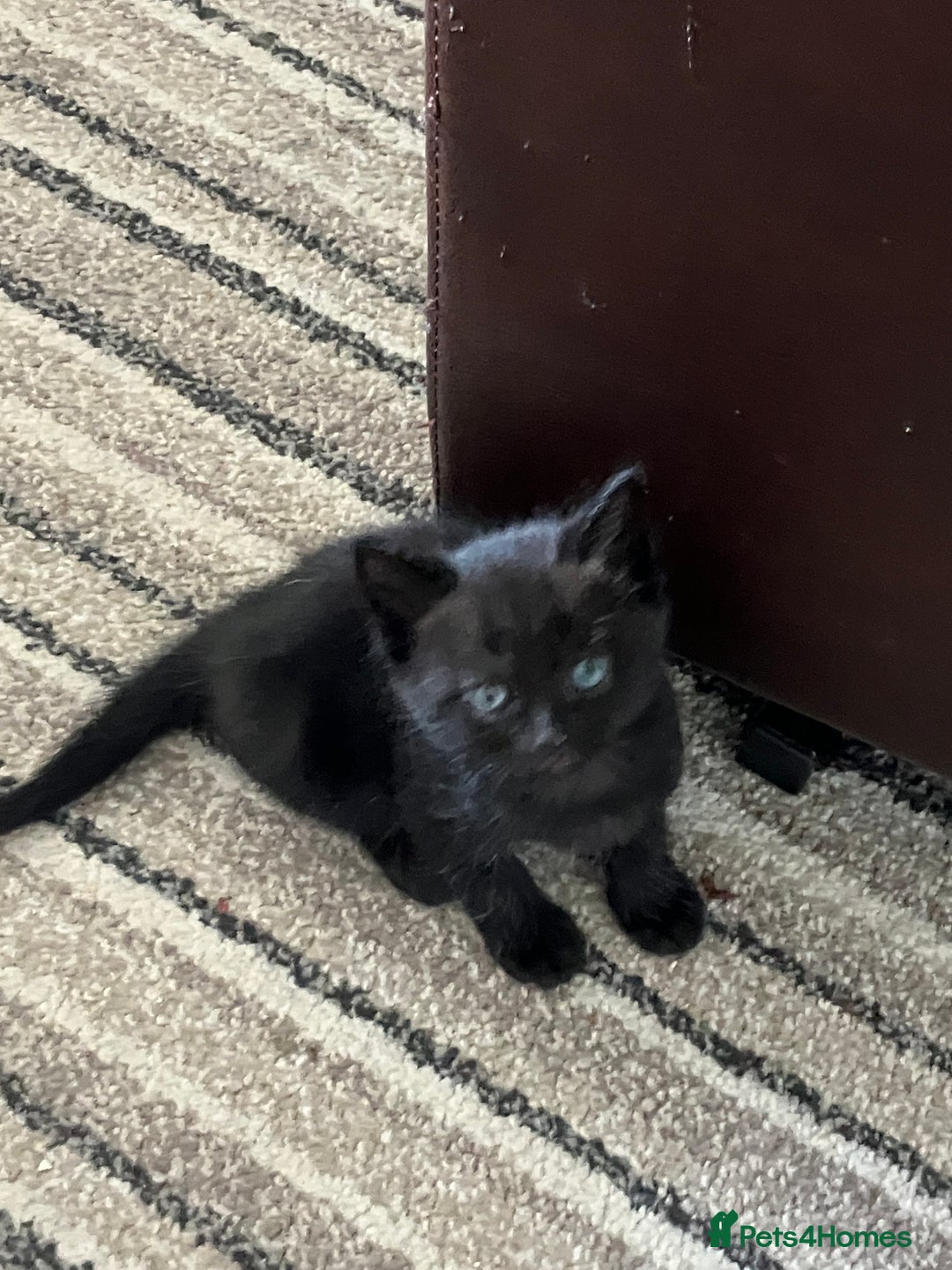 Mixed Breed cats for sale: 4 beautiful playful kittens for sale - Image 4