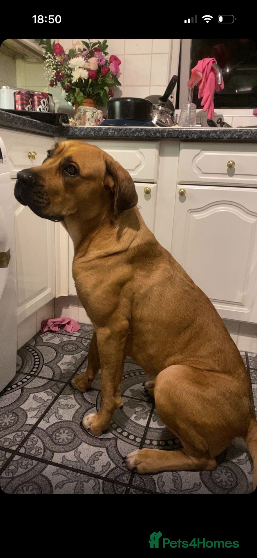 Mixed Breed dogs Cane corso  ** tiff pups - Advert 12