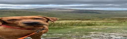 Labrador Retriever dogs for stud: Archie - Advert 8