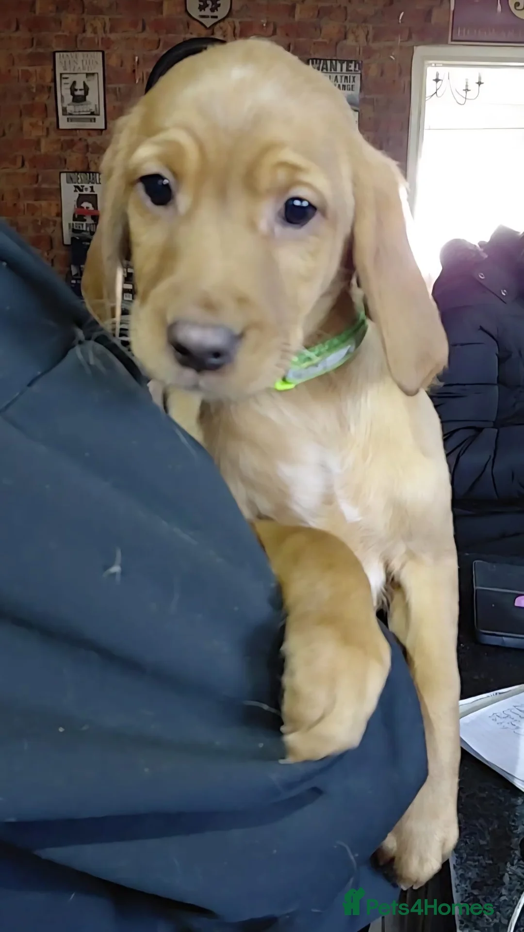 Cockerdor dogs for sale: Cockerdor pupies - Advert 8