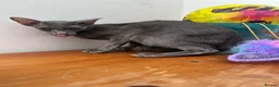 Oriental cats for sale: Oriental GCCF ACTIVE Blue Female adult - Advert 4