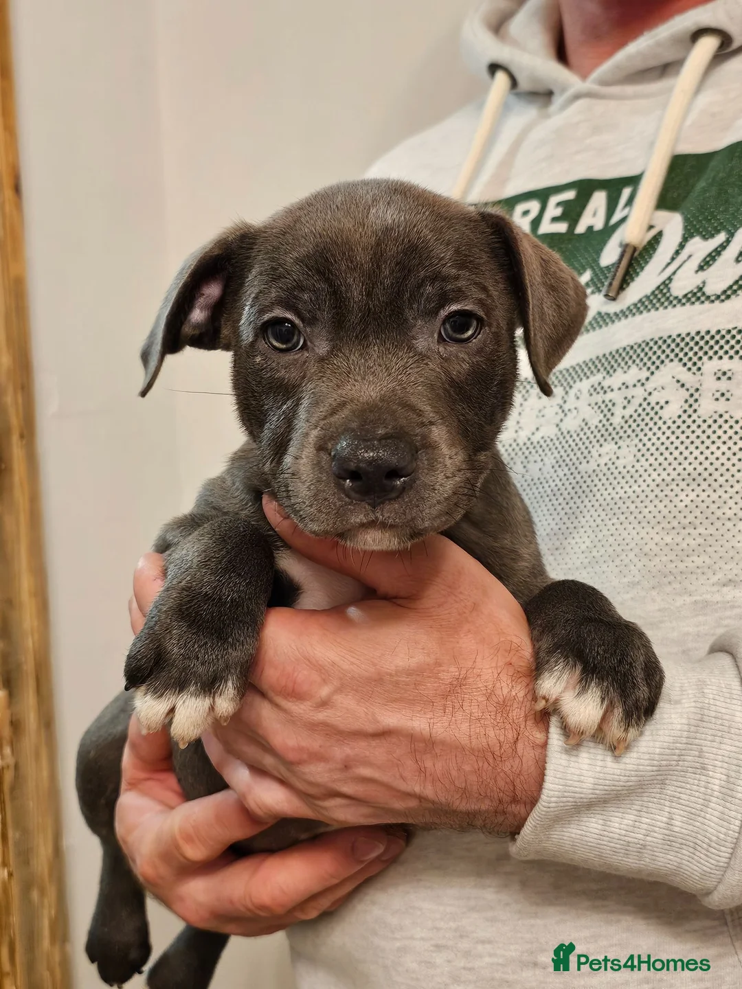 Staffordshire Bull Terrier dogs for sale: Not KC Reg Blue Staffordshire bull terrier boy - Advert 2