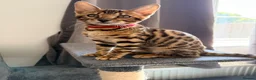 Bengal cats for sale: Stunning Bengal 3 Boys left - Advert 20