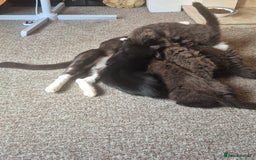 Ragdoll cats for sale: 5 female kittens looking for home - Image 6