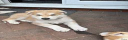 Mixed Breed dogs for sale: White Swiss shepherd cross wolf dog - Advert 3