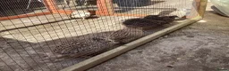 Quail poultry for sale:  COTURNIX QUAIL(2 GROUPS ALSO AVAILABLE) - Advert 4