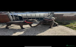 Staffordshire Bull Terrier dogs for sale: KC registered STAFF PUPS - Image 3