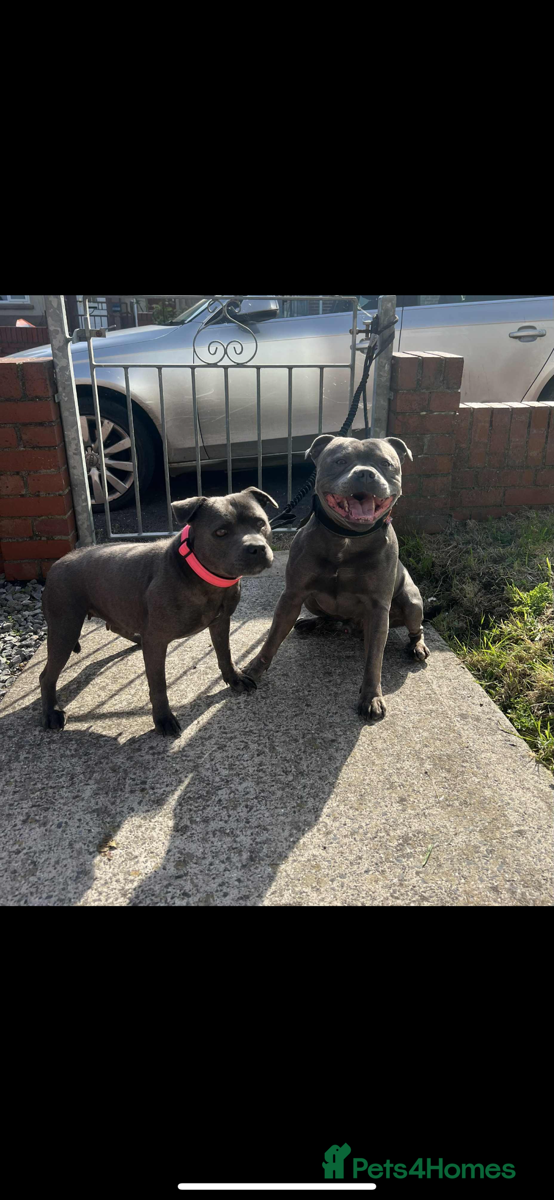 Staffordshire Bull Terrier dogs for sale: KC registered STAFF PUPS - Image 3