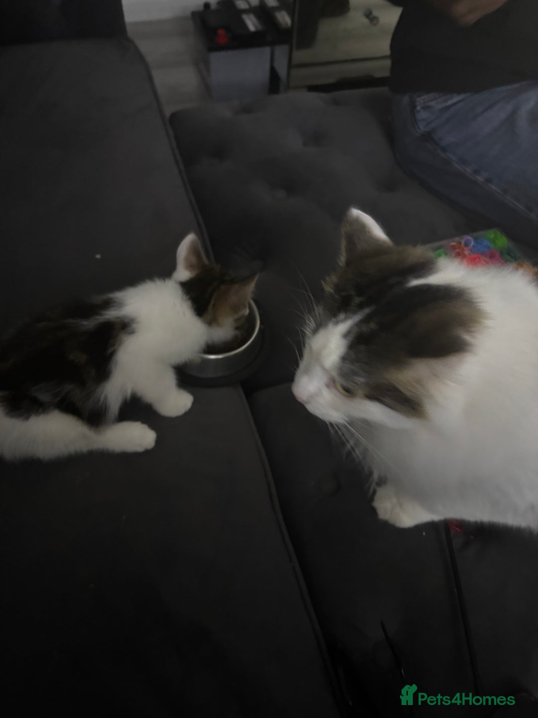 Mixed Breed cats for sale: 8 week old kitten needing loving home - Advert 4