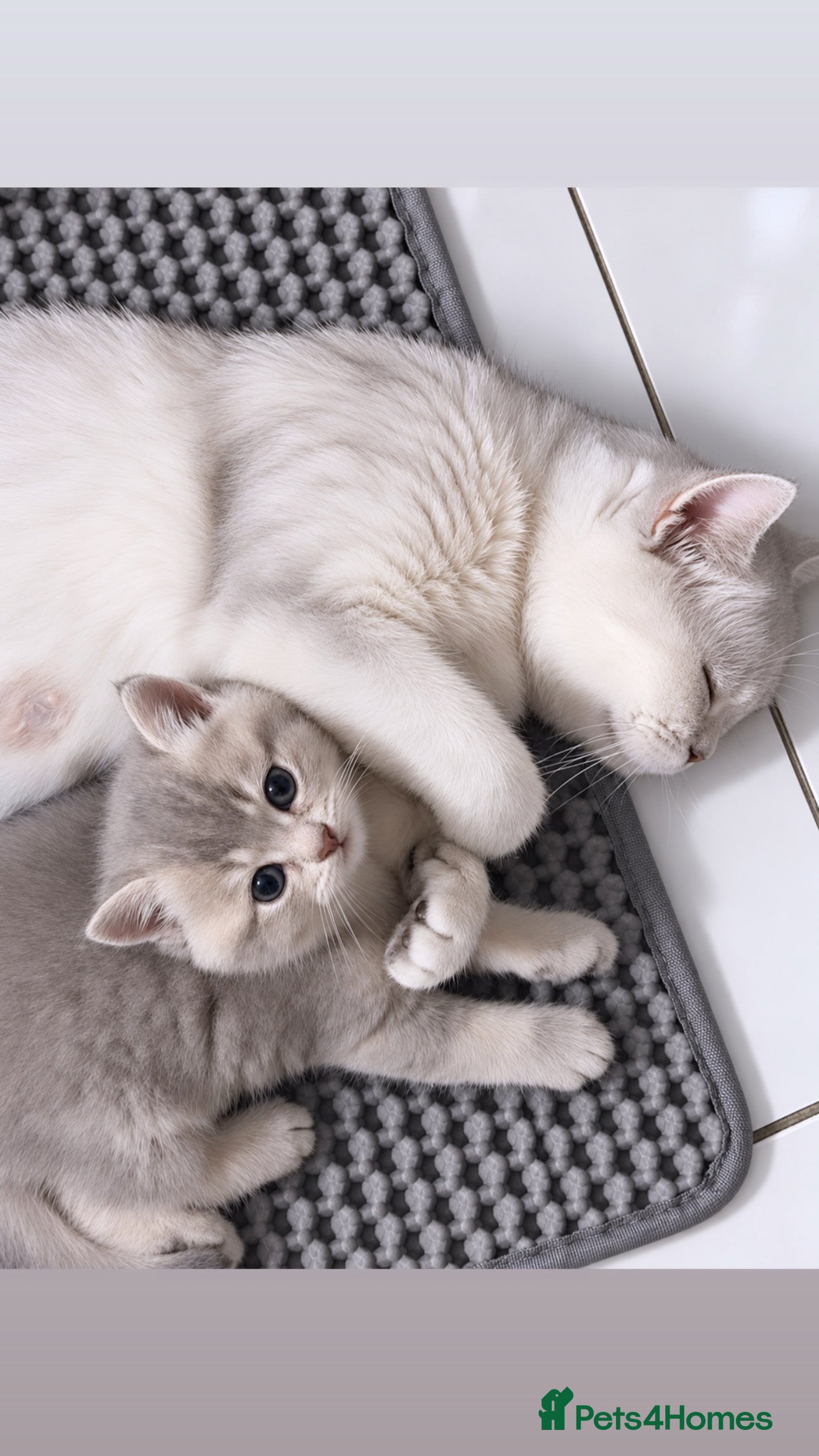 British Shorthair cats British Shorthair kittens- 2 Girls & 2 Boys - Advert 4