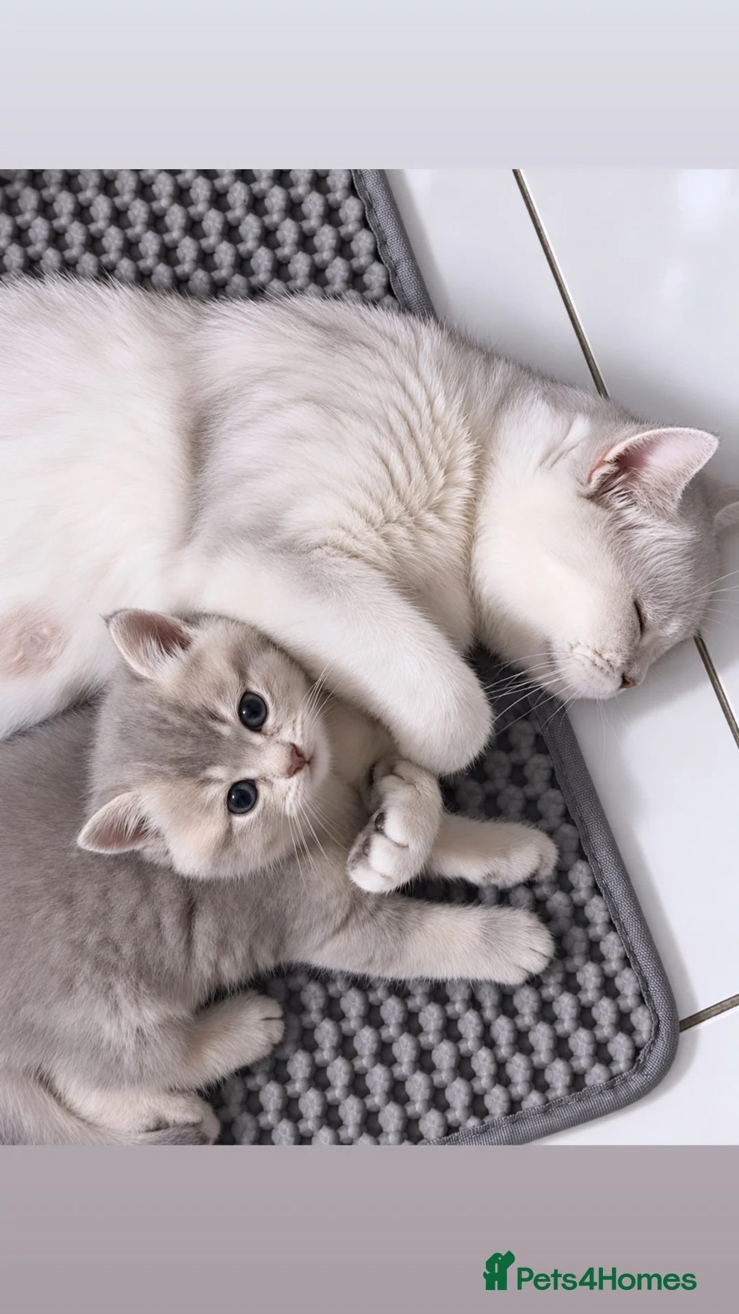British Shorthair cats for sale: British Shorthair kittens- 2 Girls & 2 Boys in Birmingham - Advert 1