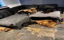 Dobermann dogs for sale: Doberman x Belgian Shepherd  - Image 24
