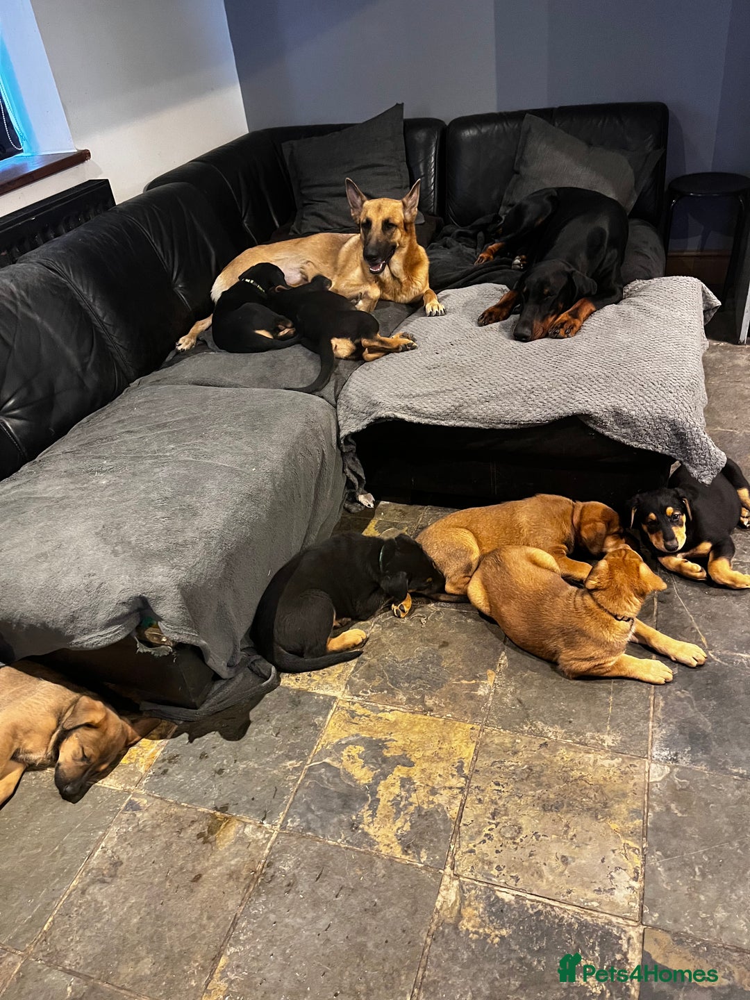 Dobermann dogs for sale: Doberman x Belgian Shepherd  - Image 24