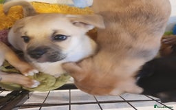 Mixed Breed dogs for sale: Pug X Collie pups (Pugollies) 3 Boys 2 Girls - Advert 12