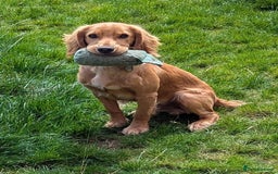 Cocker Spaniel dogs for sale: Working Cocker - Image 1