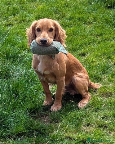 Cocker Spaniel dogs - Advert 1