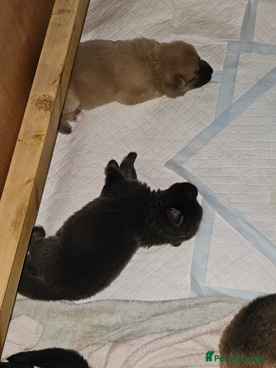 German Shepherd dogs for sale: 9 beautiful pure bred German Shepherd puppies - Advert 15