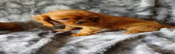 Cavalier King Charles Spaniel dogs for sale: 🐾Gorgeous Cavalier Puppies for sale ready now 🐾 - Advert 7