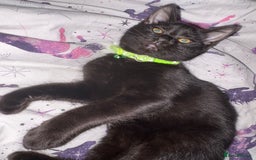 Domestic Shorthair cats for sale: Male Kitten FREE - Image 3
