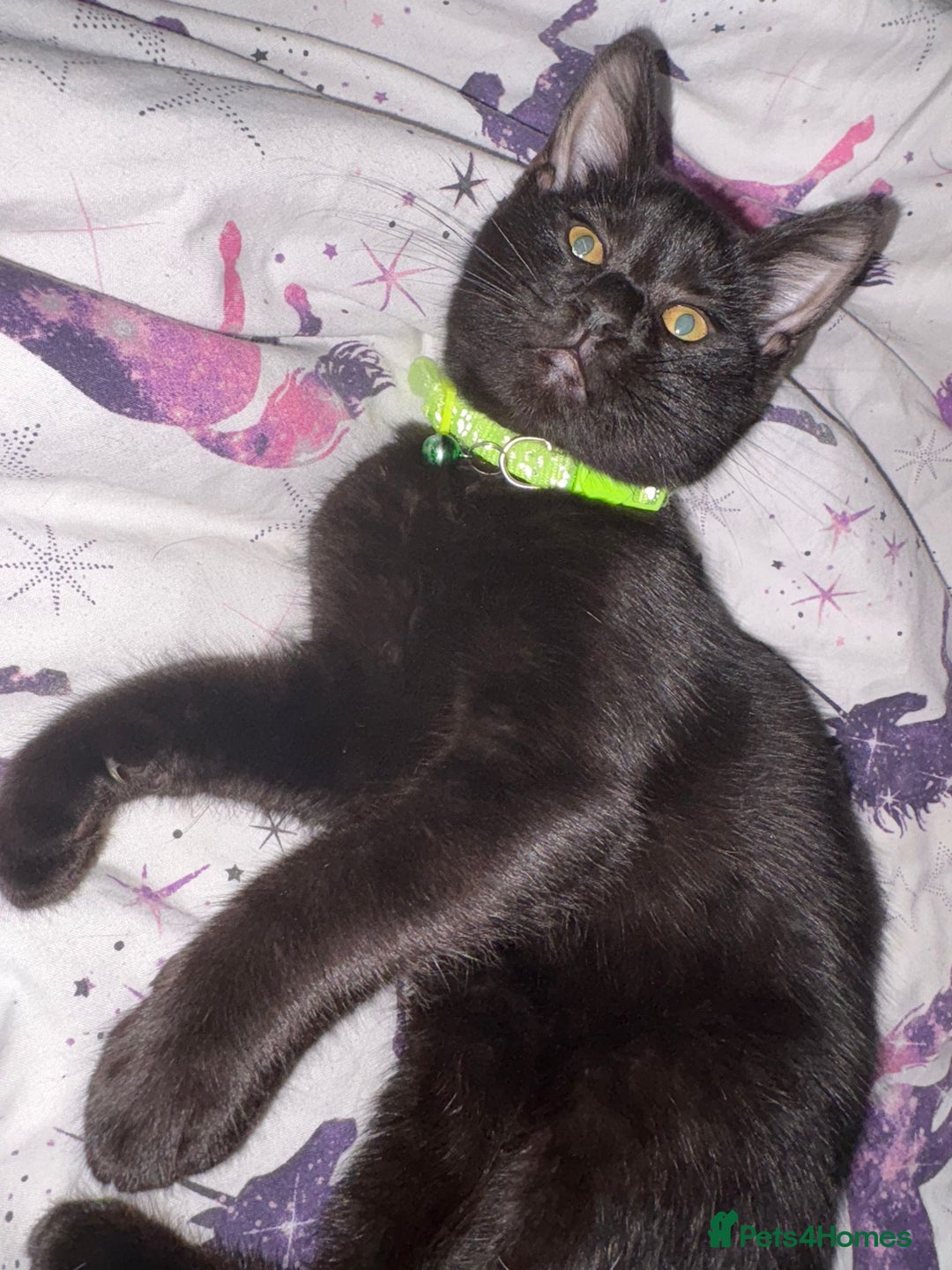 Domestic Shorthair cats for sale: Male Kitten FREE - Image 3