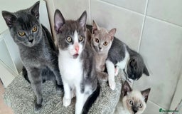 British Shorthair cats for sale: Beautiful Blue British, Lilac, Color point, Tabby  - Image 4