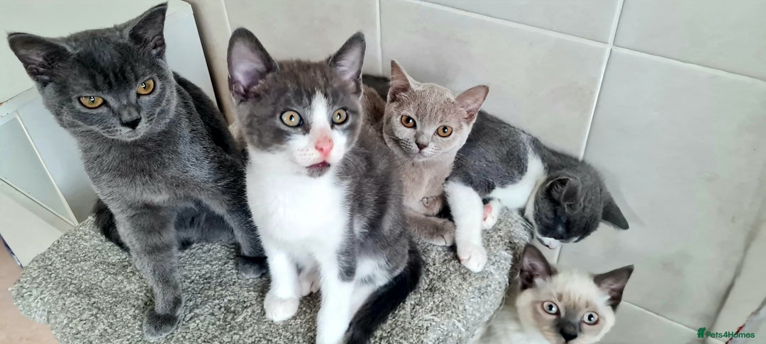 British Shorthair cats for sale: Beautiful Blue British, Lilac, Color point, Tabby  - Image 4