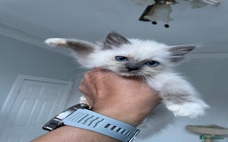 Ragdoll cats for sale: Pedigree Champion lines fluffy Ragdolls🙀😻🙀 - Image 27