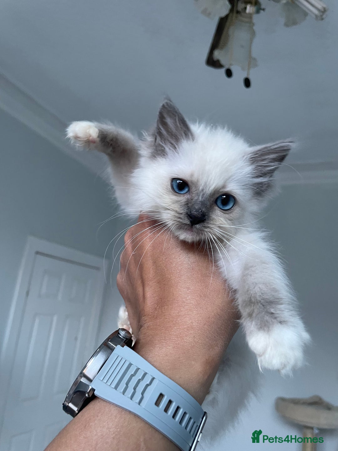 Ragdoll cats for sale: Pedigree Champion lines fluffy Ragdolls🙀😻🙀 - Image 27