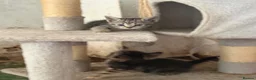 Mixed Breed cats for sale: 6 Remaining kittens looking for their forever home - Advert 2