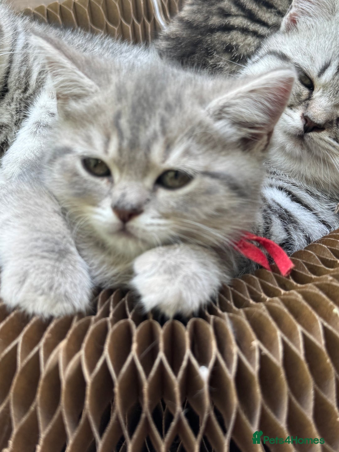British Shorthair cats for sale: British blue / Scottish striaght kittens  - Image 20