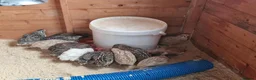 Quail poultry for sale: 🐣 Coturnix & Jumbo Coturnix Quail Hatching Eggs  in Accrington - Advert 6