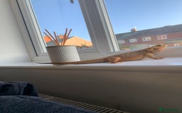 Dragon reptiles for sale: Mia the Beautiful bearded dragon  - Image 21