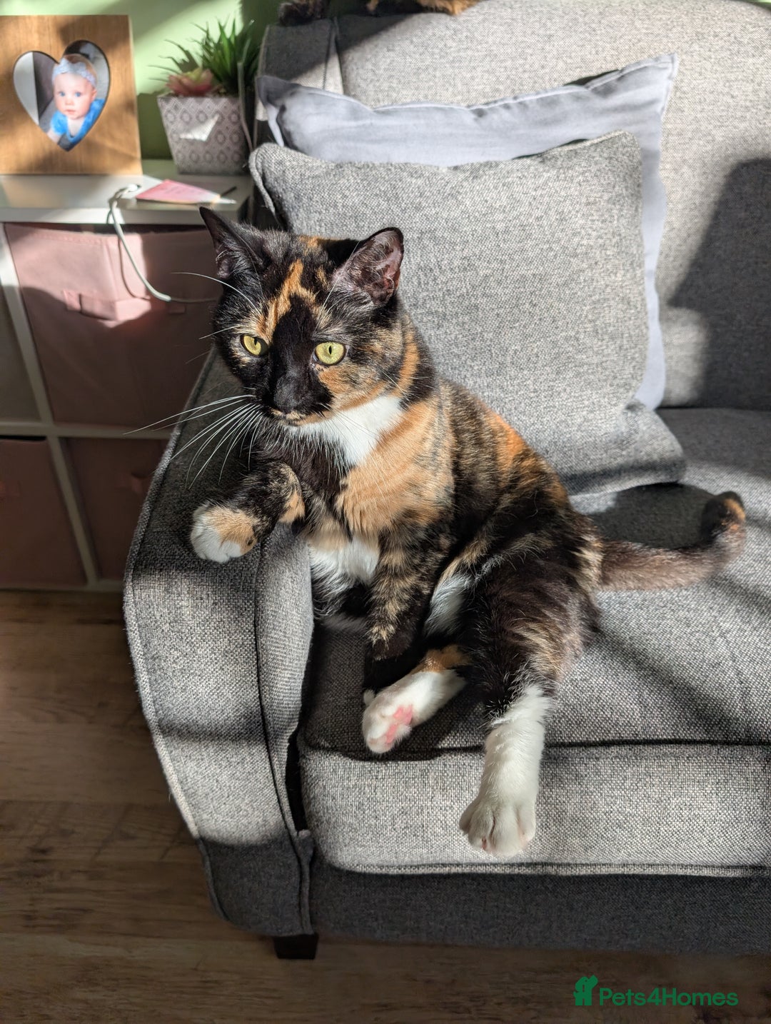 Mixed Breed cats for sale: Beautiful Calico & Siamese/Bengal cross cats - Advert 1