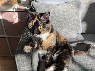 Mixed Breed cats Beautiful Calico & Siamese/Bengal cross cats - Advert 1