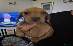 Miniature Dachshund dogs for sale: Miniature smooth haired dachshund puppies - Image 21