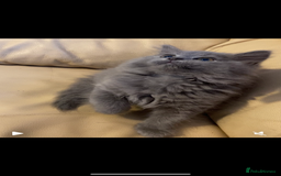 British Longhair cats for sale: Beautiful British blue kittens  - Image 3