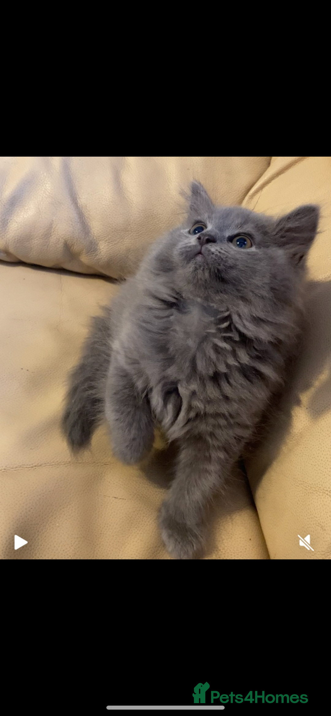 British Longhair cats for sale: Beautiful British blue kittens  - Image 3