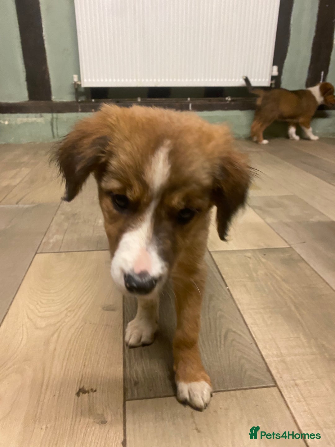 Sprollie dogs for sale: 3/4 border collie 1/4 spaniel puppies - Image 1