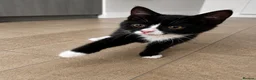 Mixed Breed cats for sale: 3 beautiful kittens for sale  - Advert 10