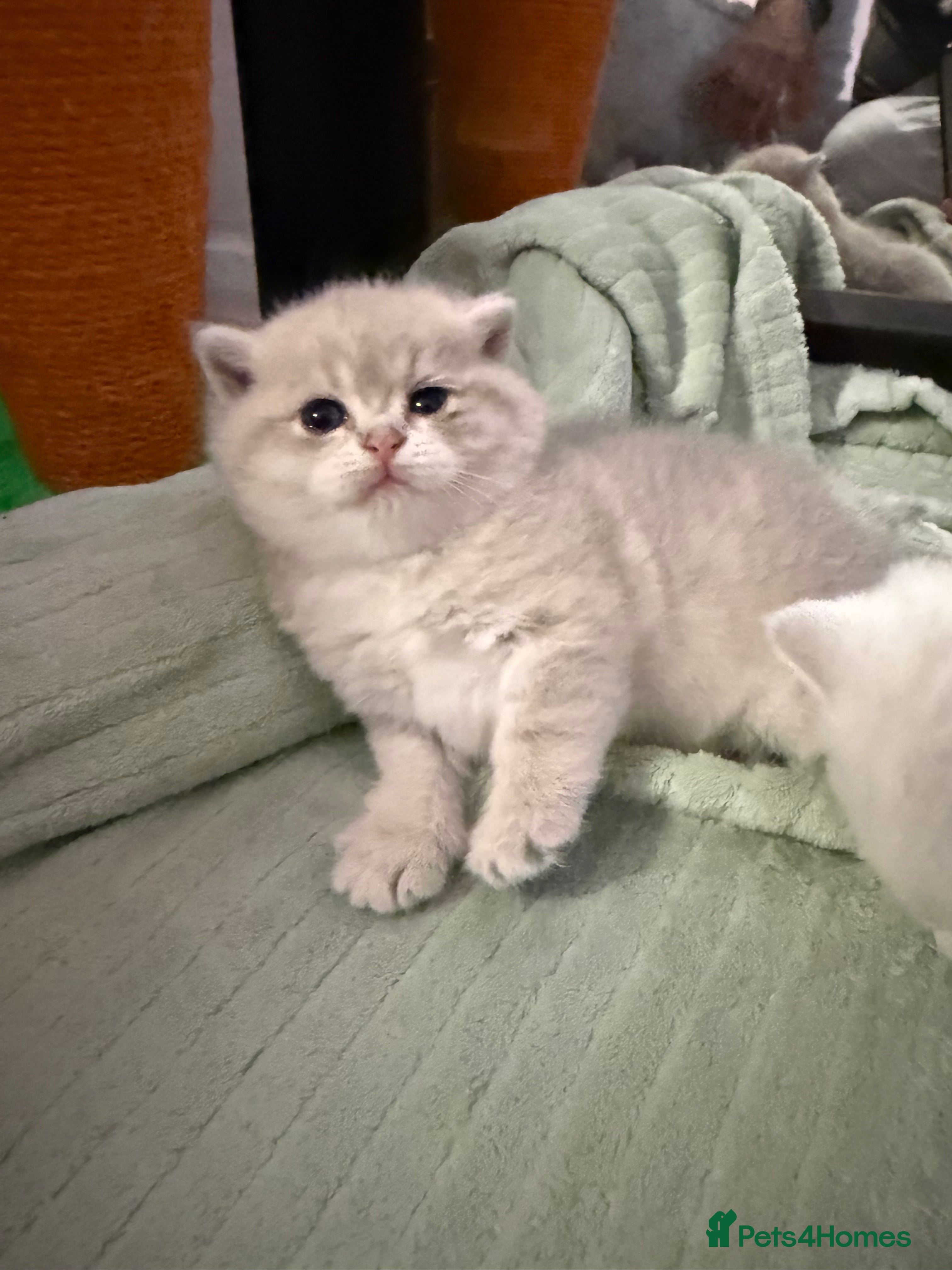 British Shorthair cats British shorthair silver tipped - Advert 9