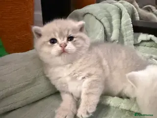 British Shorthair cats British shorthair silver tipped - Advert 9