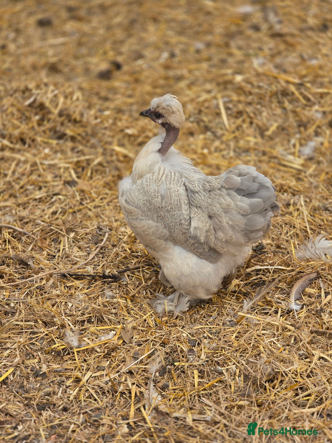 Chickens poultry for sale: Naked Neck Hens - Image 1