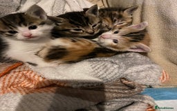 Mixed Breed cats for sale: Male tabby and Calico female  - Advert 2