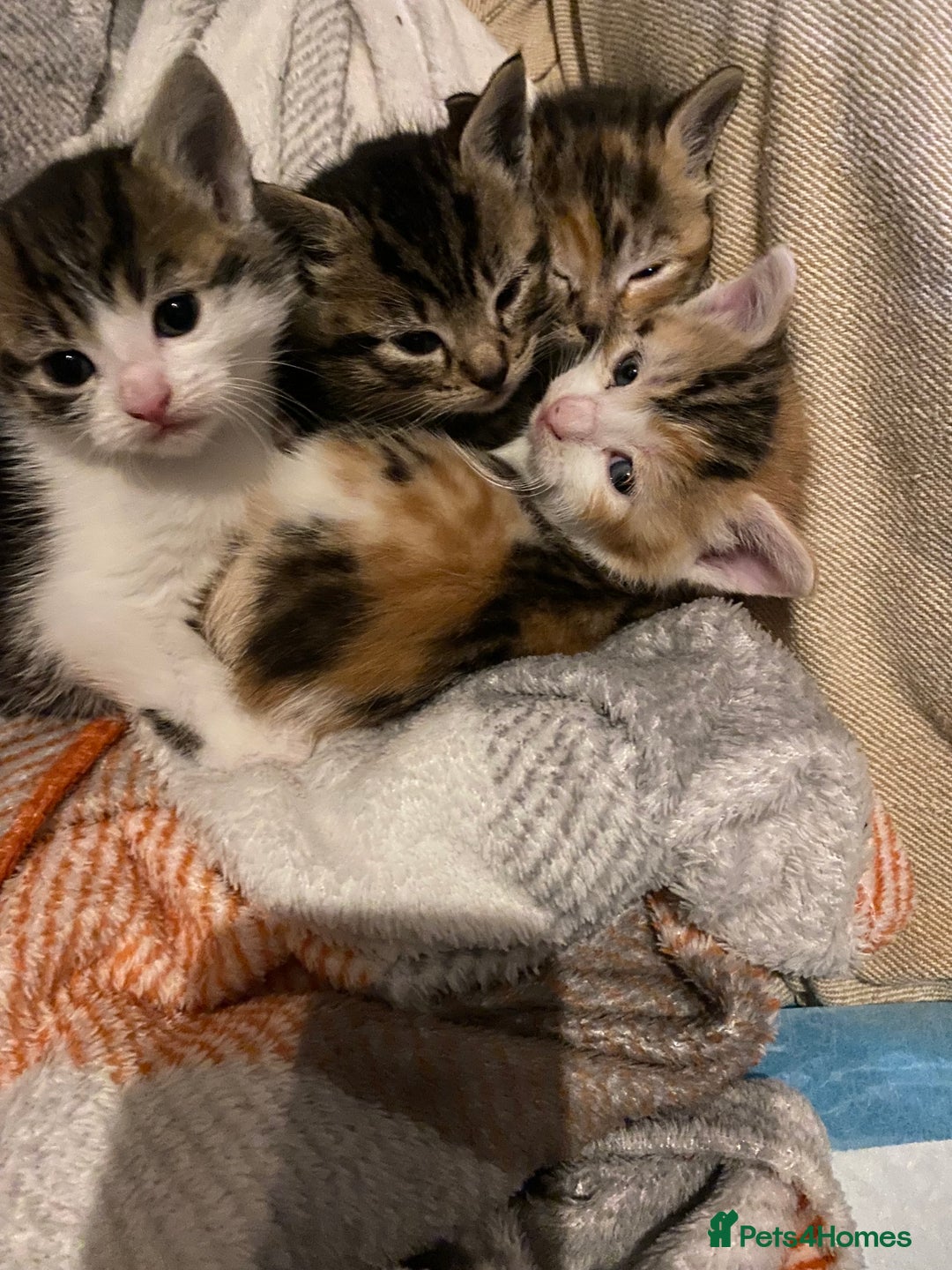 Mixed Breed cats for sale: Male tabby and Calico female  - Advert 2