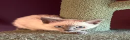 Oriental cats for sale: 7 RAGDOLL/SIAMESE KITTENS  - Advert 27