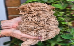 Maltipoo dogs for sale: 🐶Rare Asian/Korean Tiny Maltipoo Puppies🐶 - Image 14