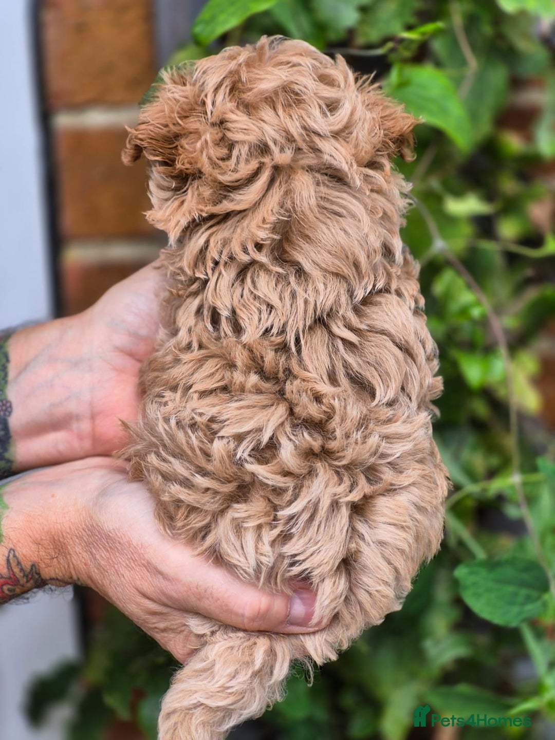 Maltipoo dogs for sale: 🐶Rare Asian/Korean Tiny Maltipoo Puppies🐶 - Image 14