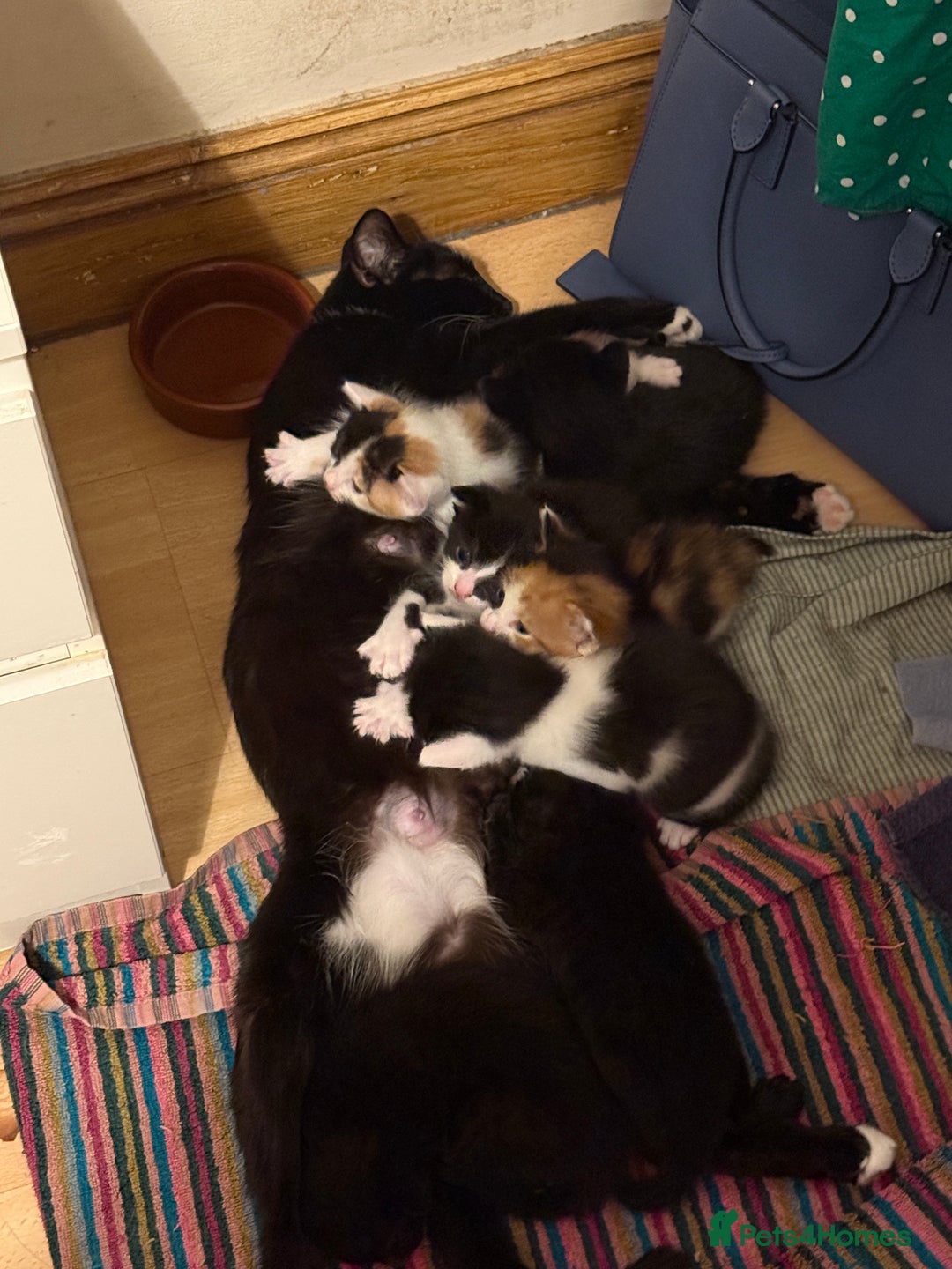 British Shorthair cats for sale: 7 kittens short hair - Image 14