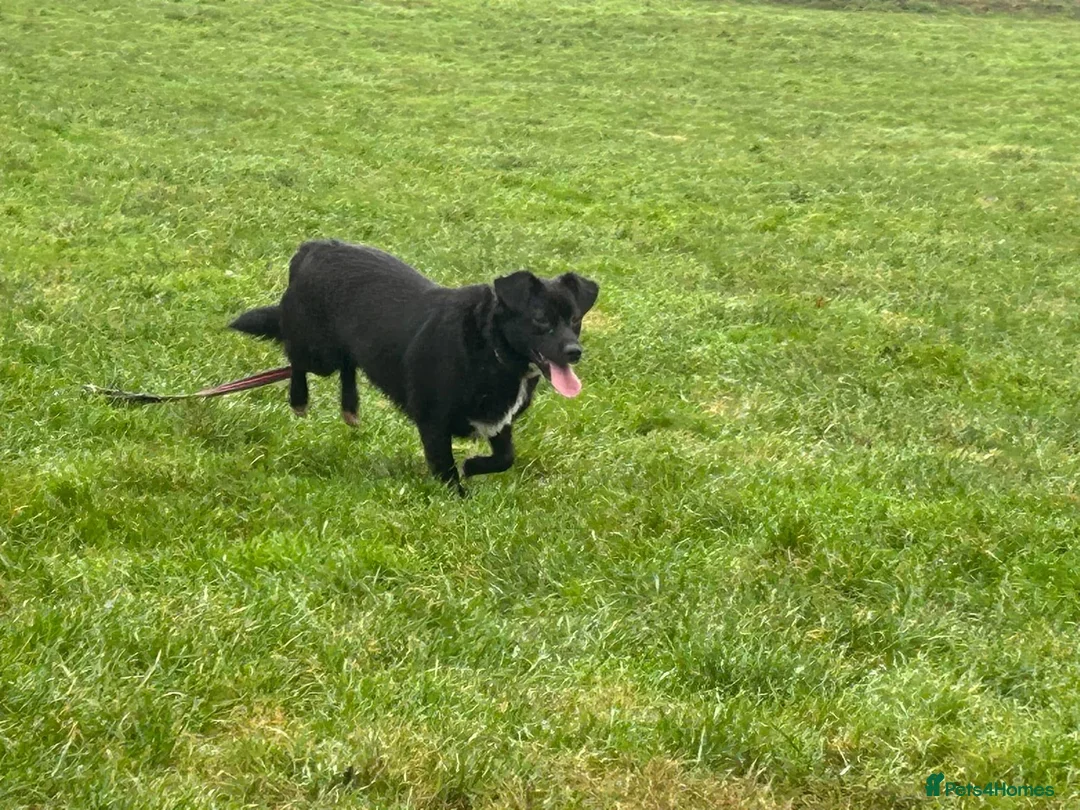 Mixed Breed dogs for adoption: Kimba - Norwich Norfolk  in Norwich - Advert 15